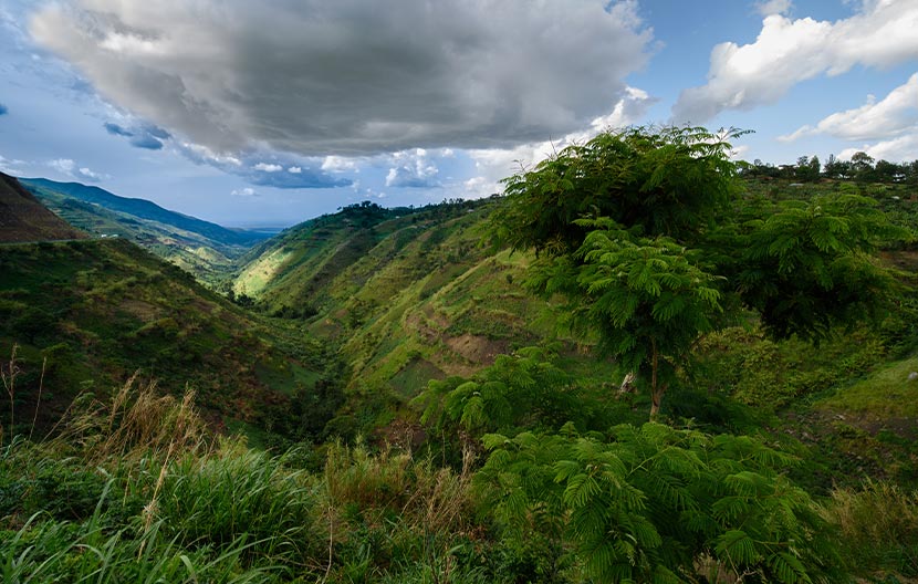 Democratic Republic of Congo: A coffee to thrive